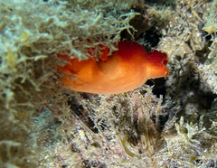 Halocynthia papillosa