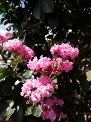 Lagerstroemia indica