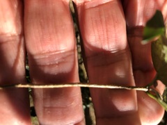 Parsonsia