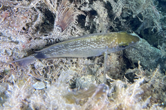 Diplodus annularis