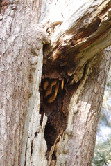 Apis mellifera capensis