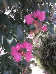 Lagerstroemia indica