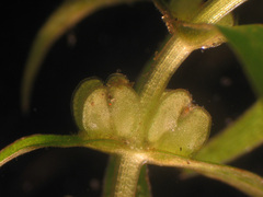 Callitriche hermaphroditica