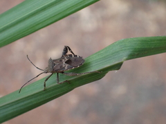 Acanthocoris