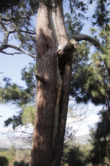 Apis mellifera capensis