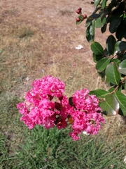 Lagerstroemia indica