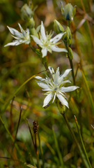 Swertia przewalskii