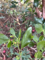 Ileostylus micranthus