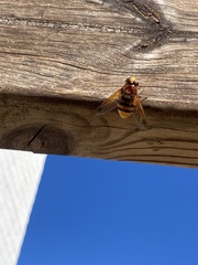 Volucella zonaria