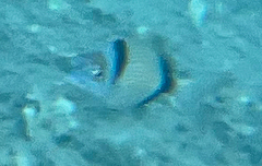 Diplodus vulgaris