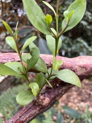 Ileostylus micranthus