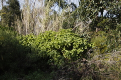 Coleus barbatus grandis