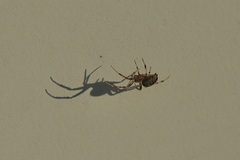 Araneidae