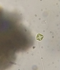 Lemmermannia tetrapedia