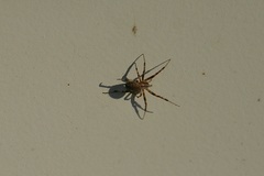 Araneidae