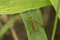 Echthromorpha
