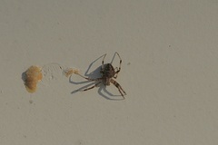 Araneidae
