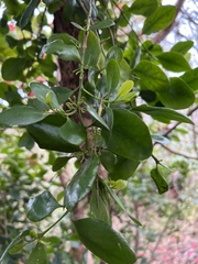 Ileostylus micranthus