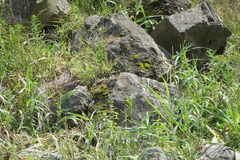 Motacilla cinerea patriciae