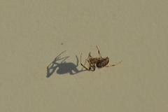 Araneidae