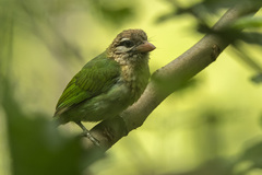 Psilopogon viridis