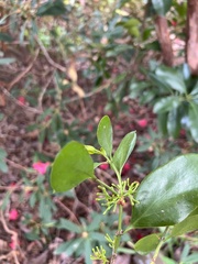 Ileostylus micranthus