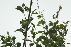 Psilopogon viridis