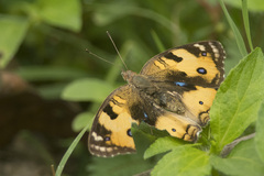 Junonia hierta