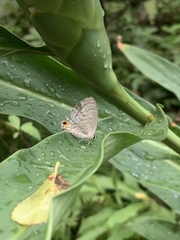 Jamides alecto dromicus