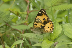 Junonia hierta