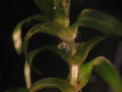 Callitriche hermaphroditica