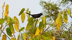 Icterus pyrrhopterus