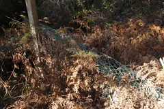 Pteridium aquilinum capense