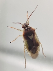 Orthops