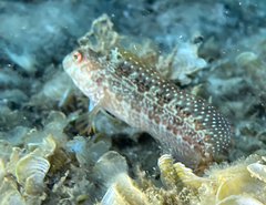 Parablennius pilicornis