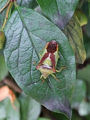 Acanthosoma haemorrhoidale