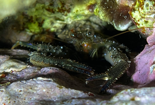 Black Squat Lobster, photo 3 of 10