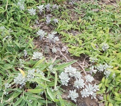 Crossostephium chinense