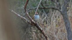 Rhynchospiza strigiceps