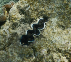 Tridacna crocea