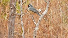 Saltator aurantiirostris