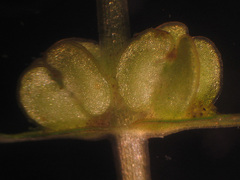 Callitriche hermaphroditica