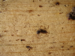 Nemastoma bimaculatum