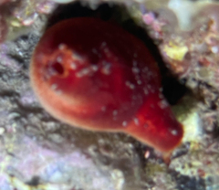 Halocynthia papillosa