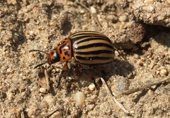 Leptinotarsa decemlineata