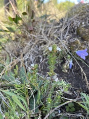 Euphrasia stricta