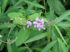 Desmodium incanum