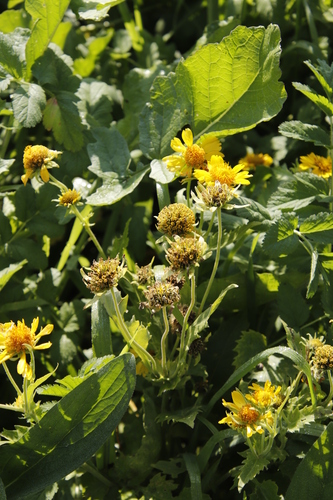 Verbesina encelioides