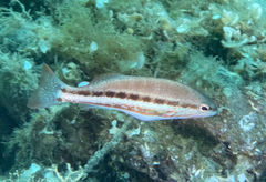 Serranus cabrilla