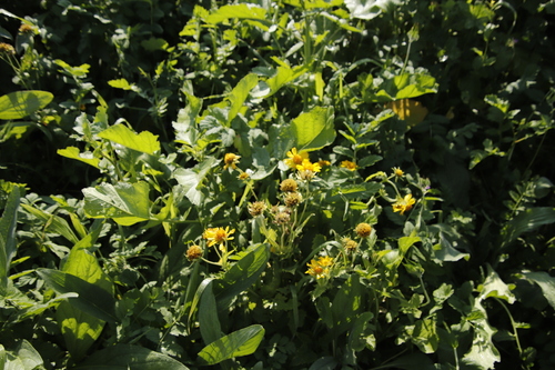 Verbesina encelioides